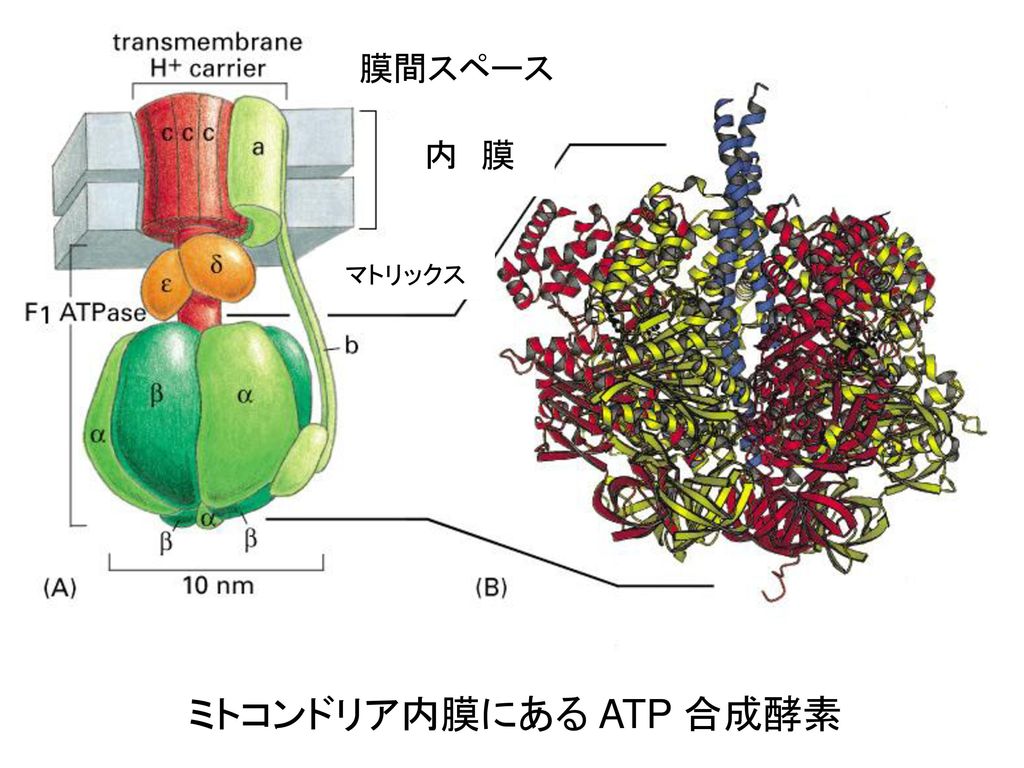 膜間スペース 内 膜 マトリックス ミトコンドリア内膜にある ATP 合成酵素