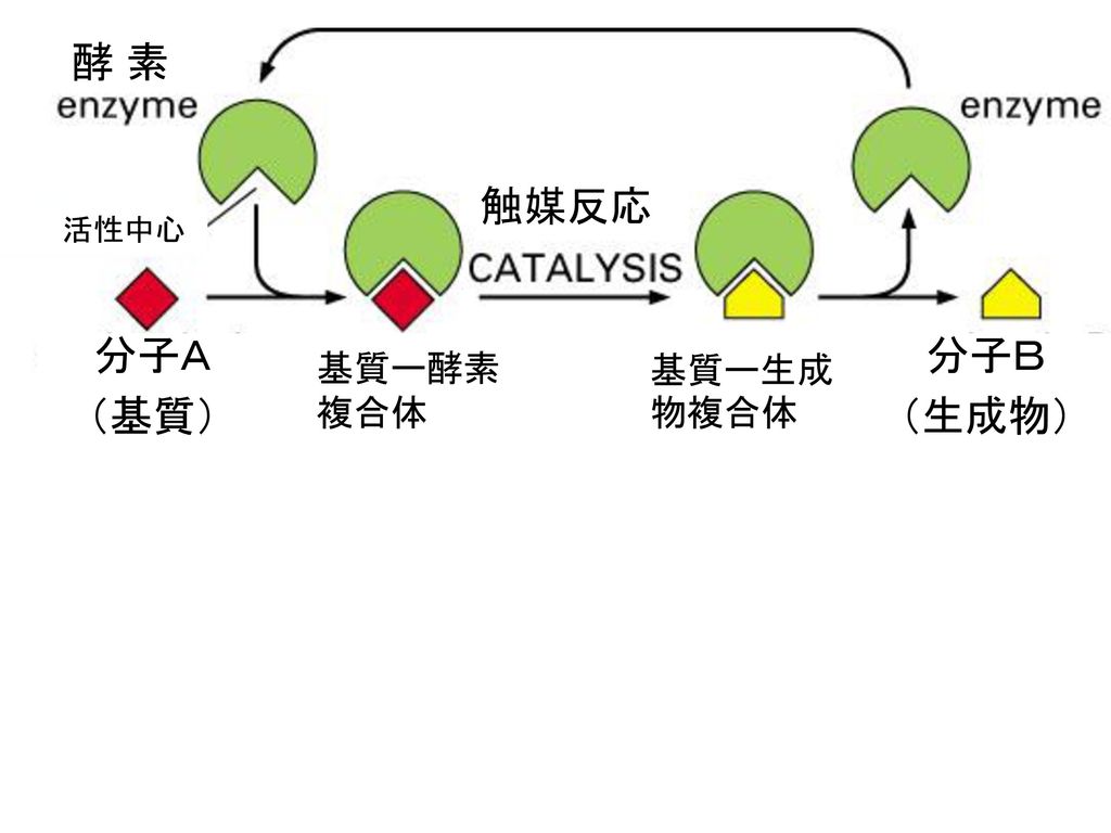 酵 素 触媒反応 活性中心 分子Ａ （基質） 基質ー酵素 複合体 基質ー生成物複合体 分子Ｂ （生成物）