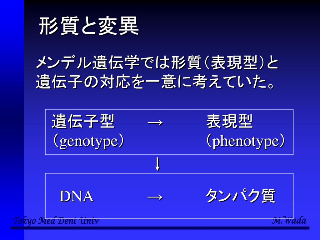 形質と変異 メンデル遺伝学では形質（表現型）と 遺伝子の対応を一意に考えていた。 遺伝子型 → 表現型