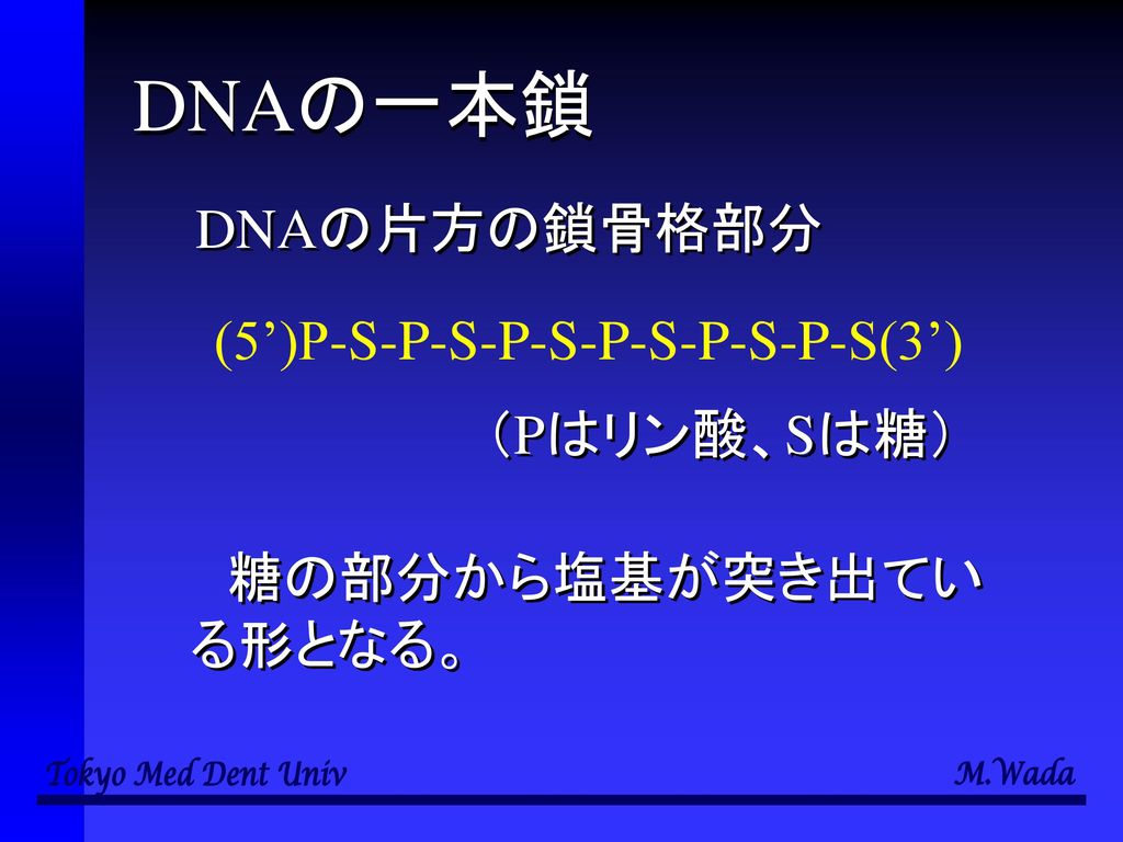 DNAの一本鎖 糖の部分から塩基が突き出ている形となる。 DNAの片方の鎖骨格部分