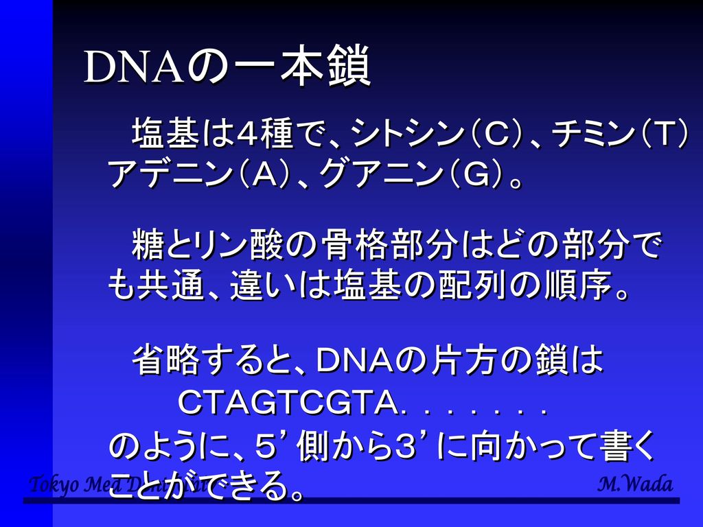 DNAの一本鎖 塩基は４種で、シトシン（Ｃ）、チミン（Ｔ）アデニン（Ａ）、グアニン（Ｇ）。