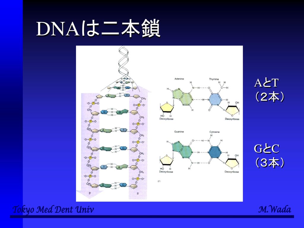 DNAは二本鎖 AとT （２本） GとC （３本）