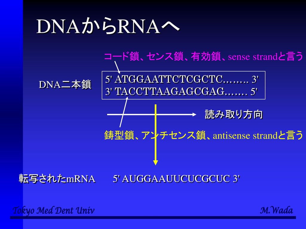 DNAからRNAへ コード鎖、センス鎖、有効鎖、sense strandと言う 5 ATGGAATTCTCGCTC…….. 3