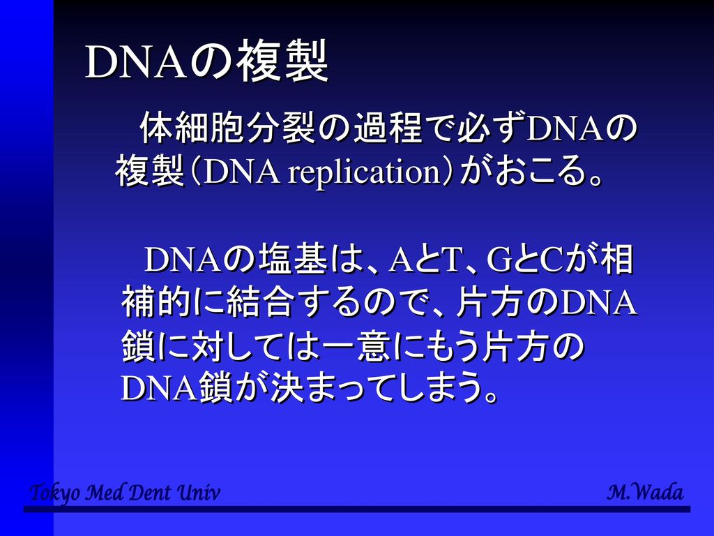 DNAの複製 体細胞分裂の過程で必ずDNAの複製（DNA replication）がおこる。