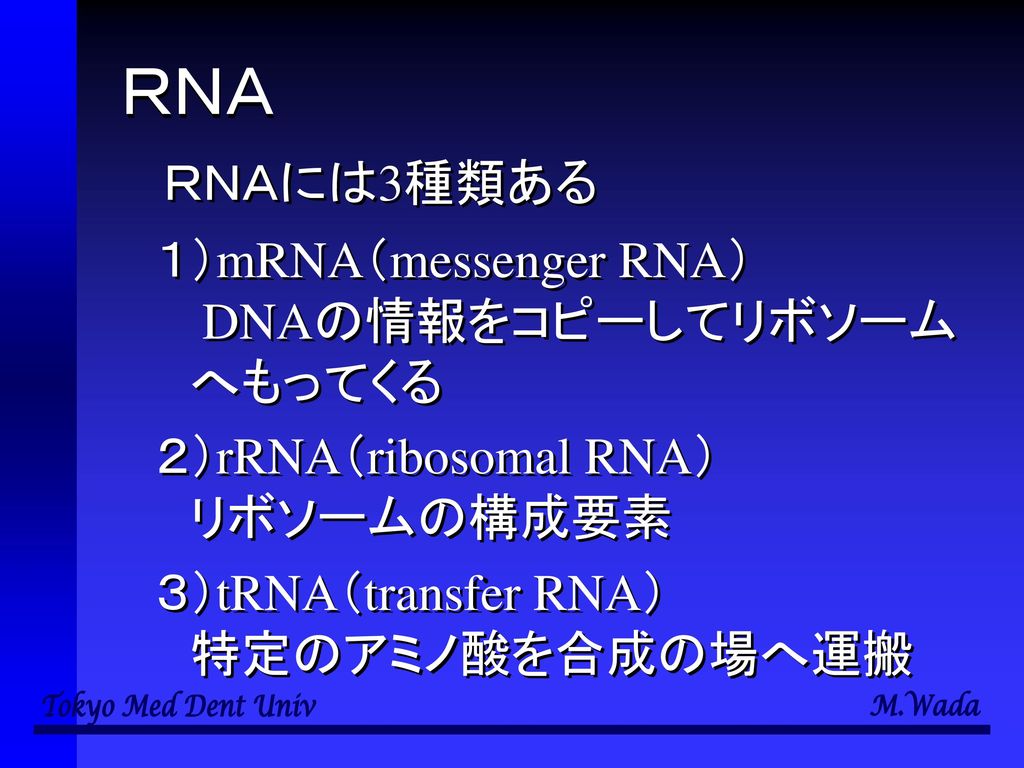 ＲＮＡ ＲＮＡには3種類ある １）mRNA（messenger RNA） DNAの情報をコピーしてリボソーム へもってくる