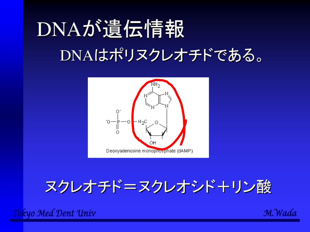 DNAが遺伝情報 DNAはポリヌクレオチドである。 ヌクレオチド＝ヌクレオシド＋リン酸