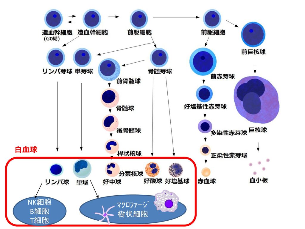 白血球 NK細胞 B細胞 T細胞 ﾏｸﾛﾌｧｰｼﾞ 樹状細胞