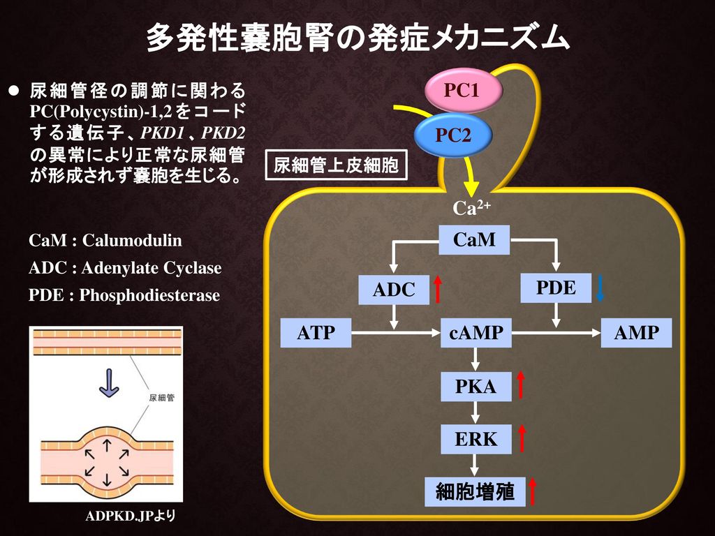 多発性嚢胞腎の発症メカニズム Ca2+ PC1 PC2 cAMP AMP ATP PDE ADC CaM PKA 細胞増殖 ERK