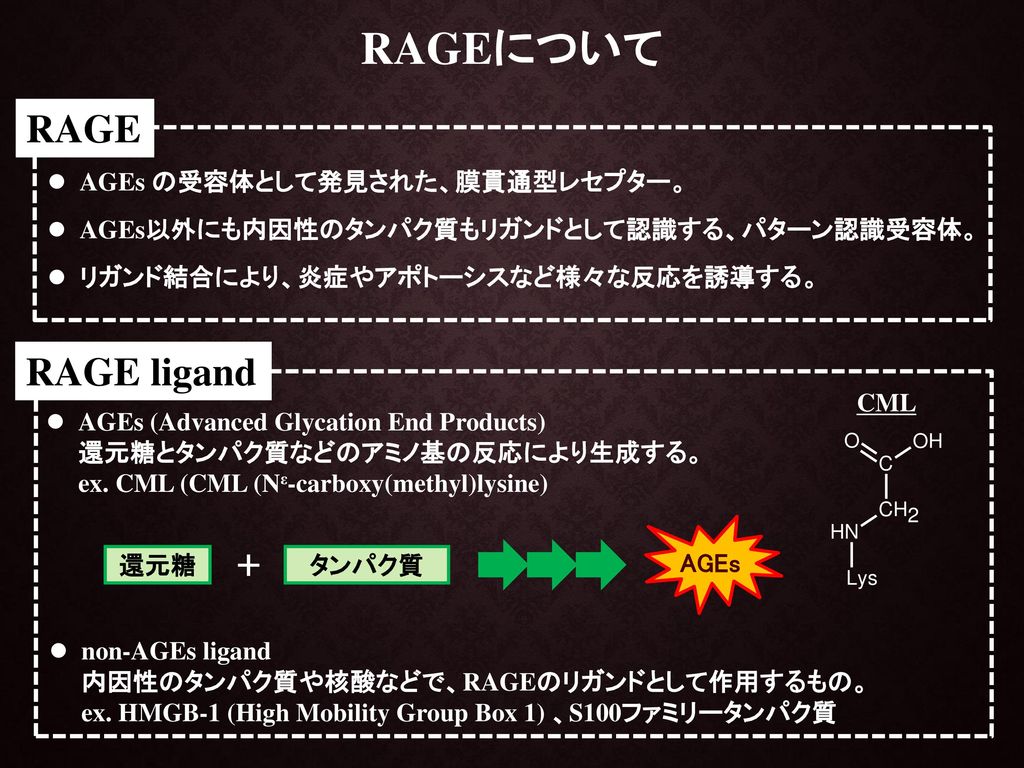 RAGEについて RAGE RAGE ligand ＋ AGEs の受容体として発見された、膜貫通型レセプター。