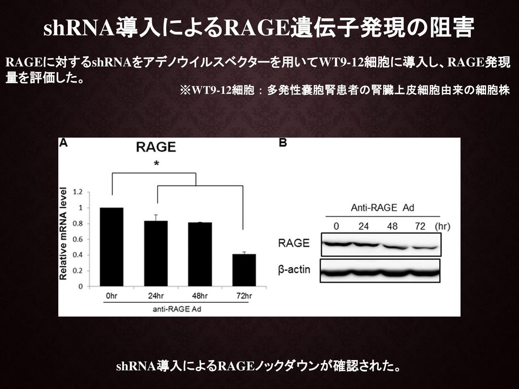 shRNA導入によるRAGE遺伝子発現の阻害 shRNA導入によるRAGEノックダウンが確認された。