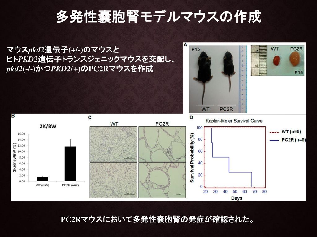 PC2Rマウスにおいて多発性嚢胞腎の発症が確認された。