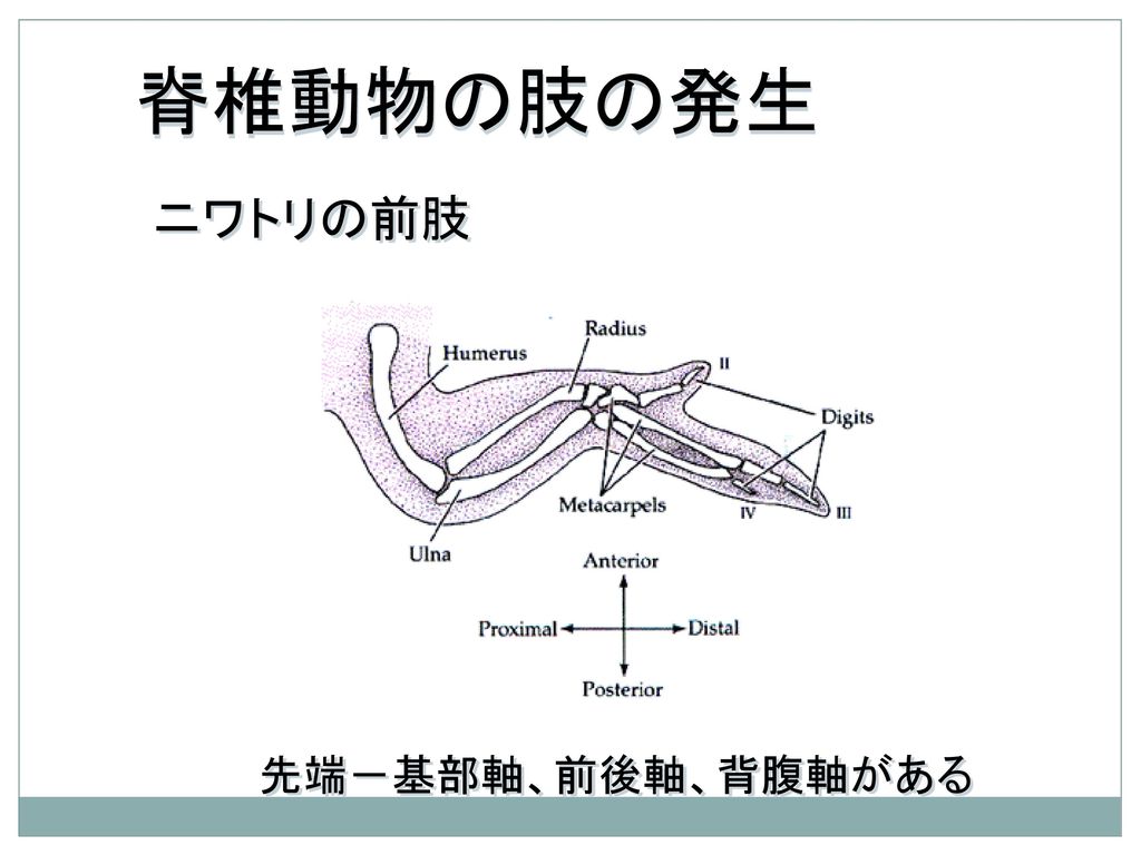 脊椎動物の肢の発生 ニワトリの前肢 先端－基部軸、前後軸、背腹軸がある