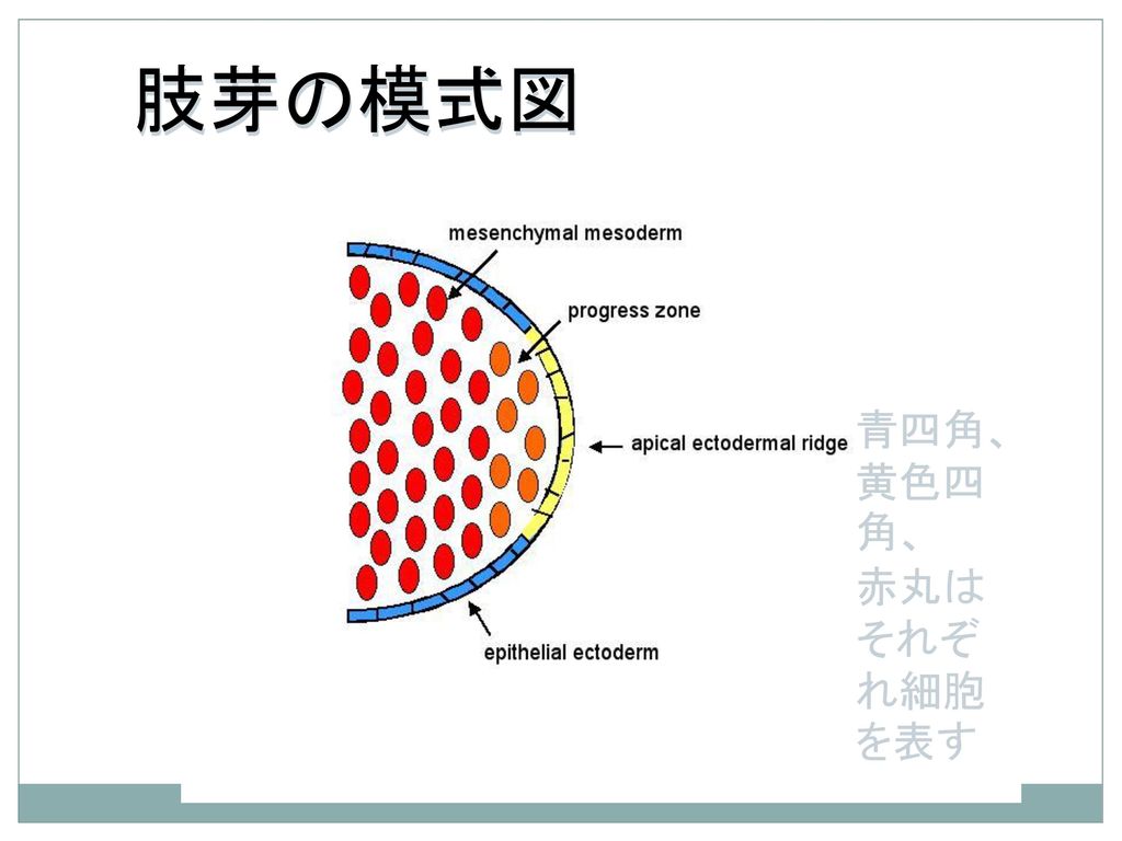 肢芽の模式図 青四角、黄色四角、 赤丸はそれぞれ細胞を表す
