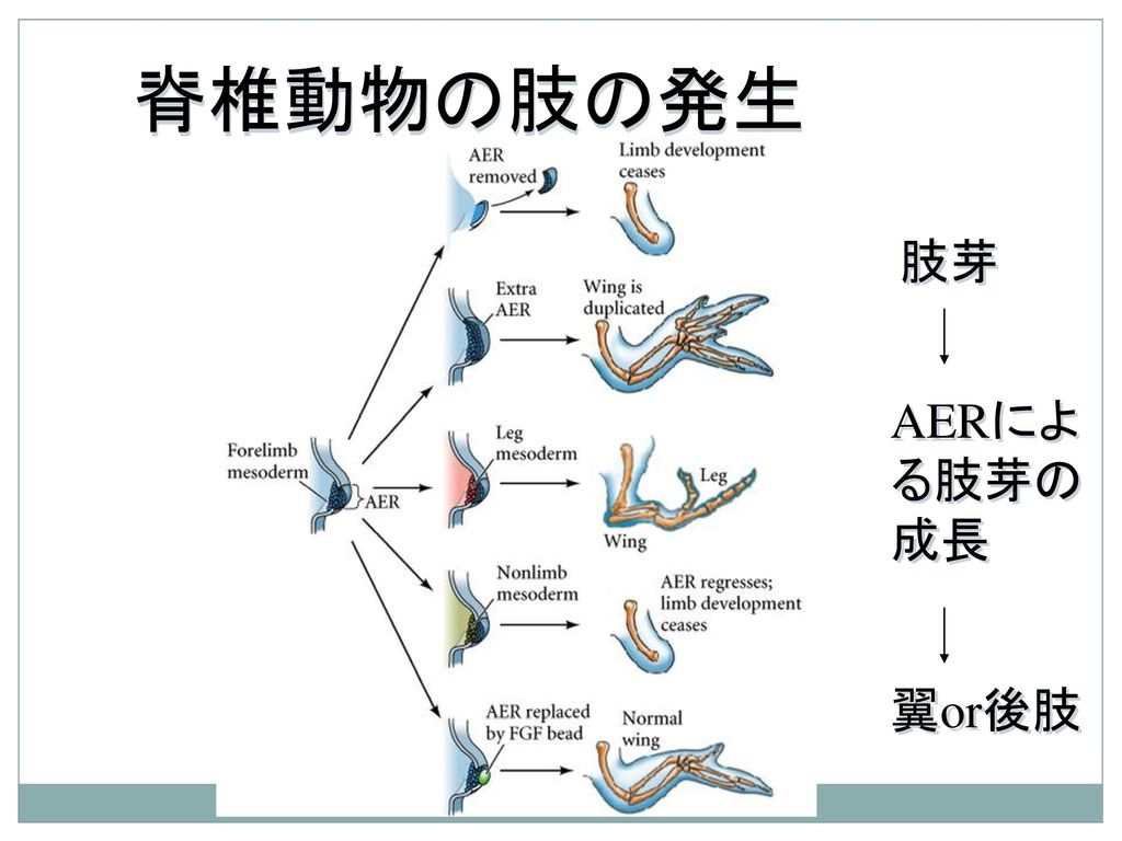 脊椎動物の肢の発生 肢芽 AERによ る肢芽の 成長 翼or後肢