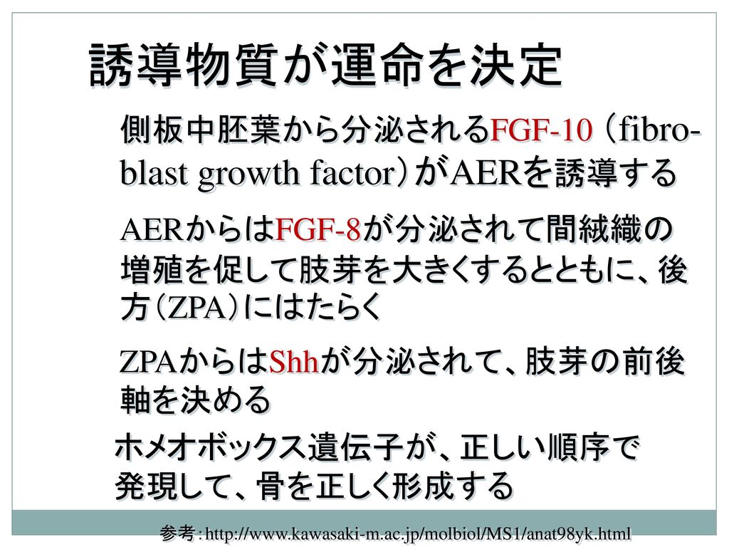 誘導物質が運命を決定 側板中胚葉から分泌されるFGF-10 （fibro-blast growth factor）がAERを誘導する