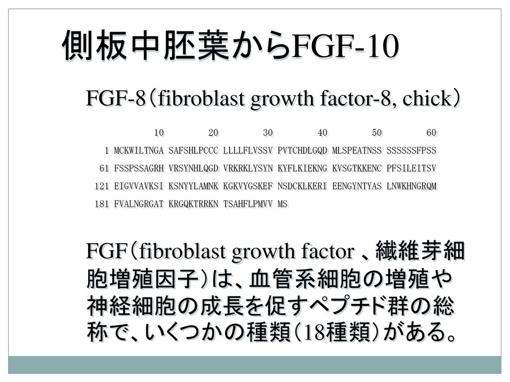 側板中胚葉からFGF-10 FGF-8（fibroblast growth factor-8, chick）