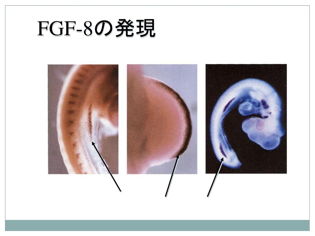 FGF-8の発現