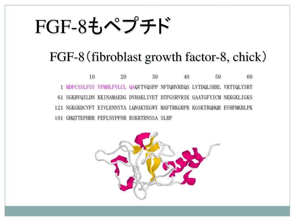 FGF-8もペプチド FGF-8（fibroblast growth factor-8, chick）