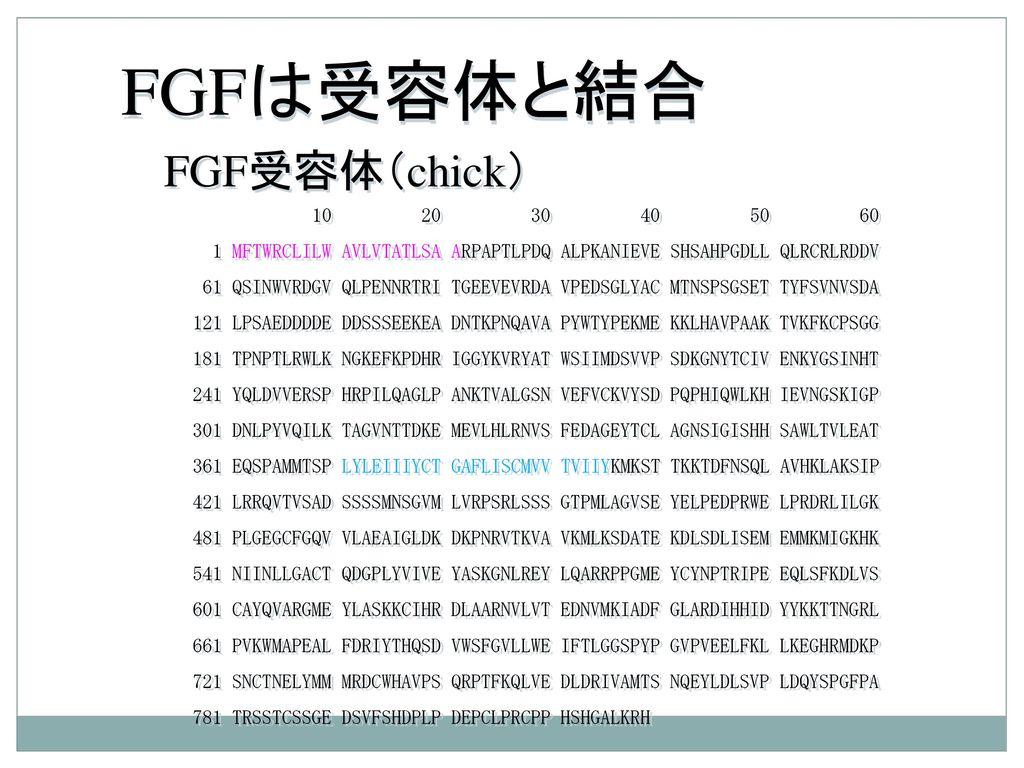 FGFは受容体と結合 FGF受容体（chick）