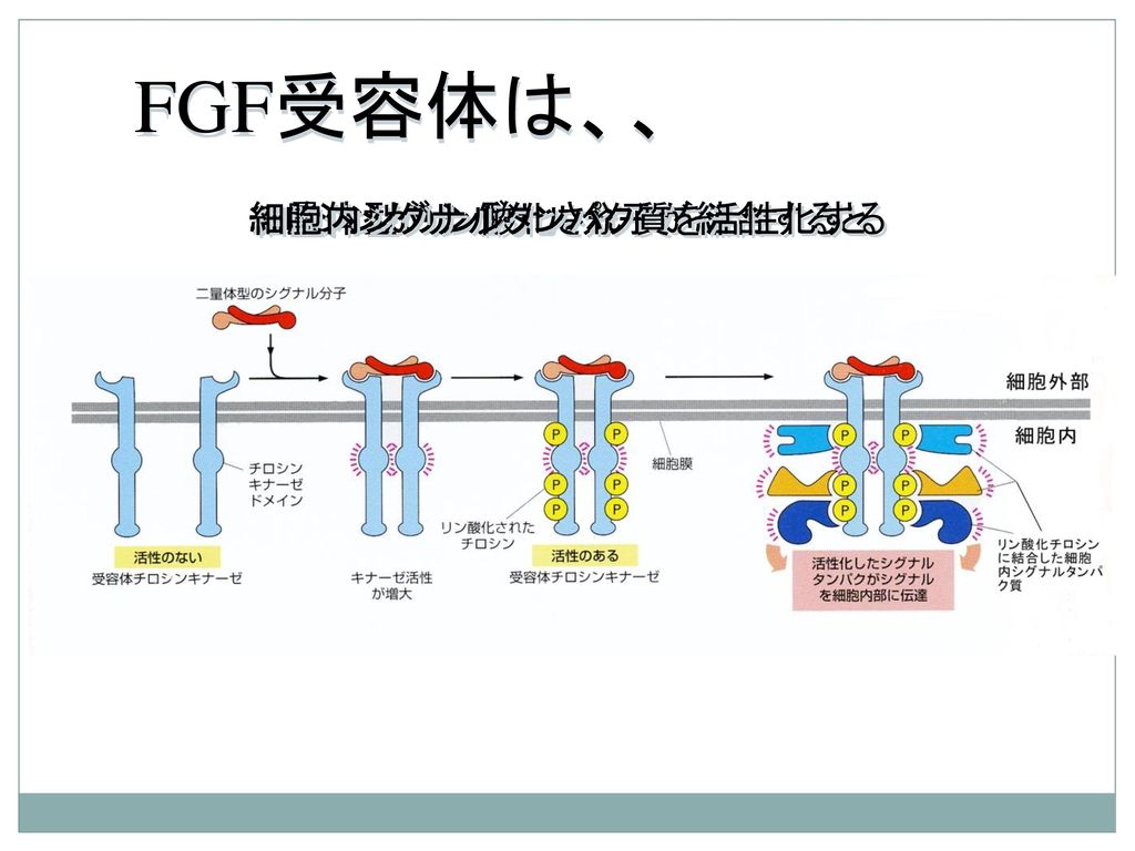FGF受容体は、、 細胞内シグナルタンパク質を活性化する 二量体型のシグナル分子が結合すると チロシンがリン酸化され