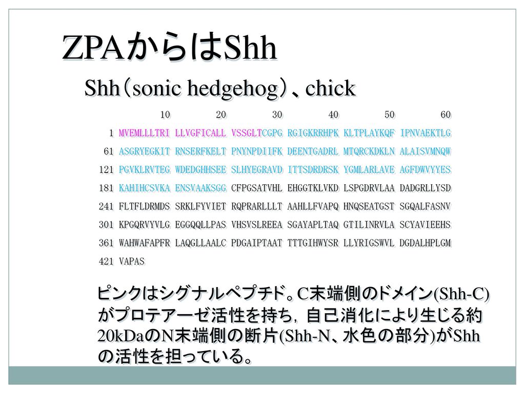 ZPAからはShh Shh（sonic hedgehog）、chick