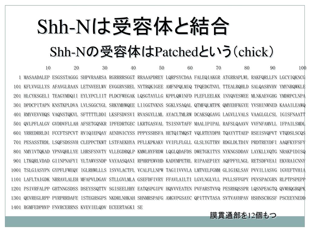 Shh-Nは受容体と結合 Shh-Nの受容体はPatchedという（chick） 膜貫通部を12個もつ