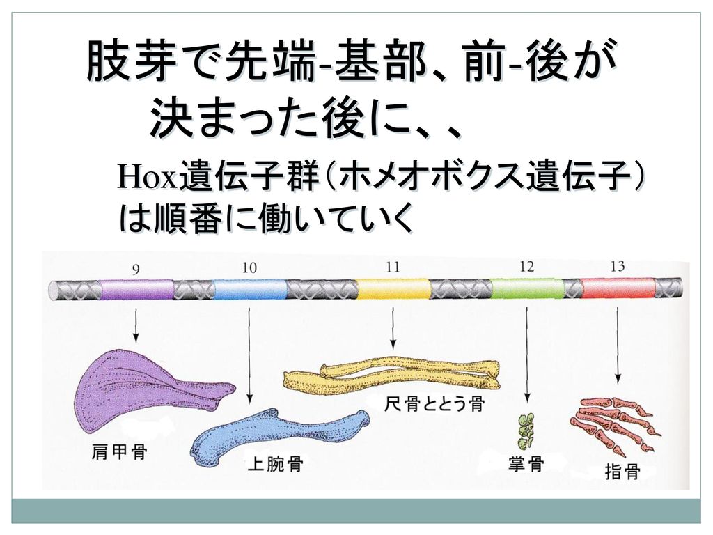 肢芽で先端-基部、前-後が 決まった後に、、 Hox遺伝子群（ホメオボクス遺伝子）は順番に働いていく