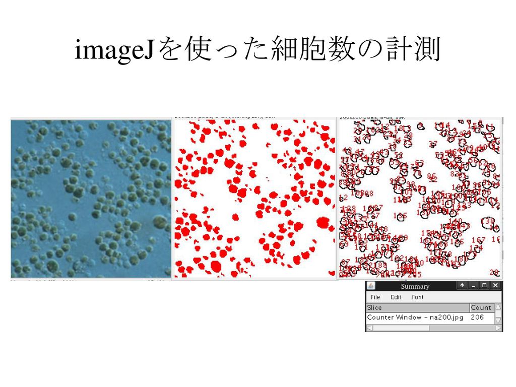 imageJを使った細胞数の計測