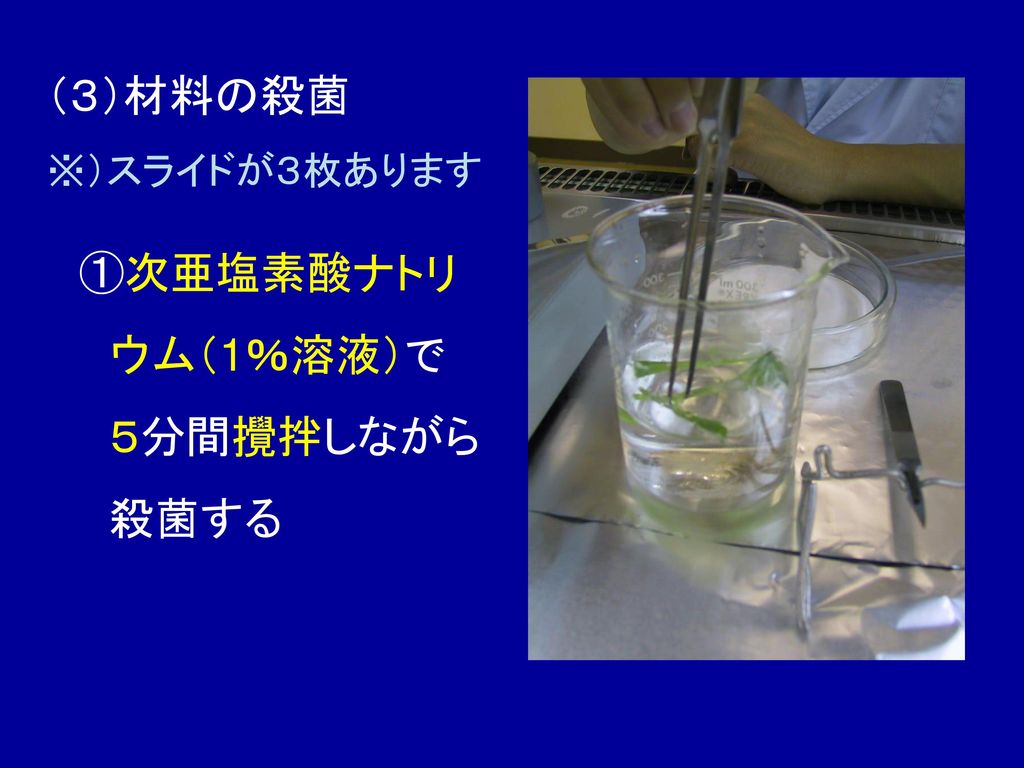 （３）材料の殺菌 ※）スライドが３枚あります ①次亜塩素酸ナトリ ウム（1％溶液）で ５分間攪拌しながら 殺菌する