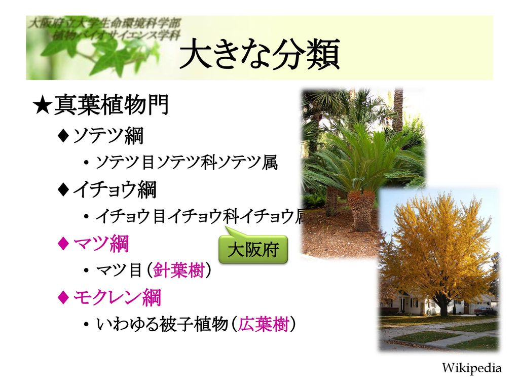 植物系統分類学 第12回 木本植物の特徴と分類 Ppt Download