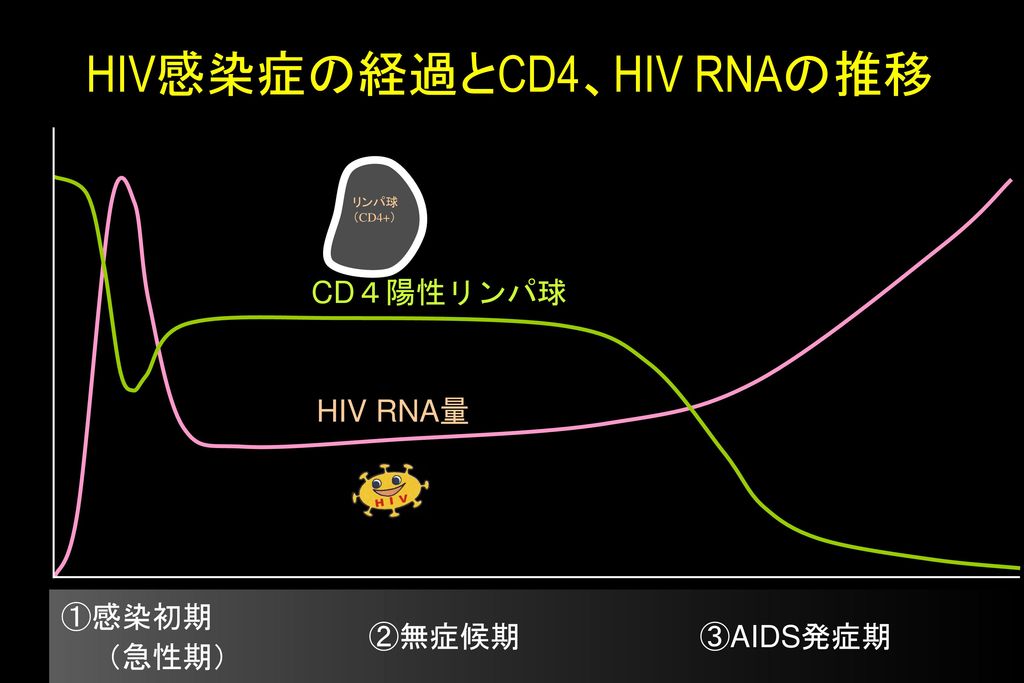 Hiv Aidsの事実 Ppt Download