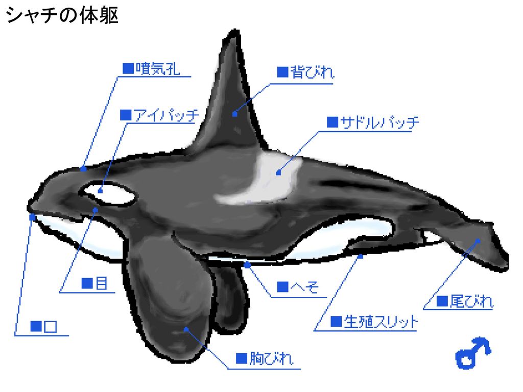 シャチの体躯 続いてはシャチの体について説明します。まず、体長と体重は雄の方が雌より大きいです。