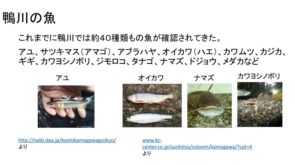鴨川の魚 これまでに鴨川では約４０種類もの魚が確認されてきた。
