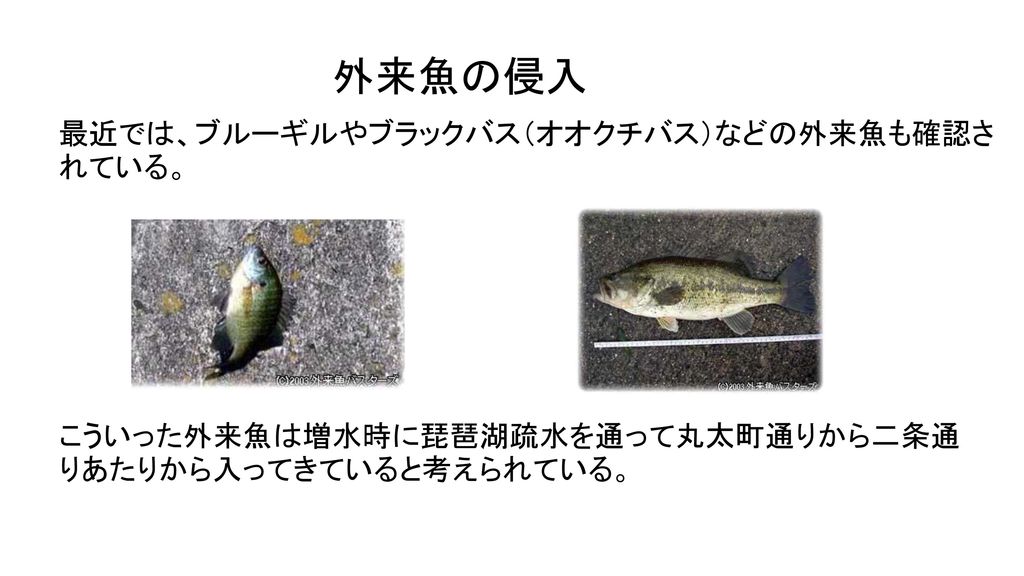 外来魚の侵入 最近では、ブルーギルやブラックバス（オオクチバス）などの外来魚も確認されている。