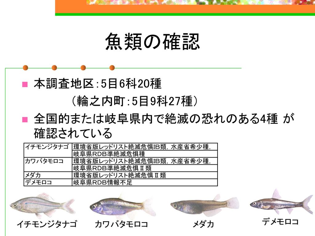 魚類の確認 本調査地区：5目6科20種 （輪之内町：5目9科27種） 全国的または岐阜県内で絶滅の恐れのある4種 が確認されている