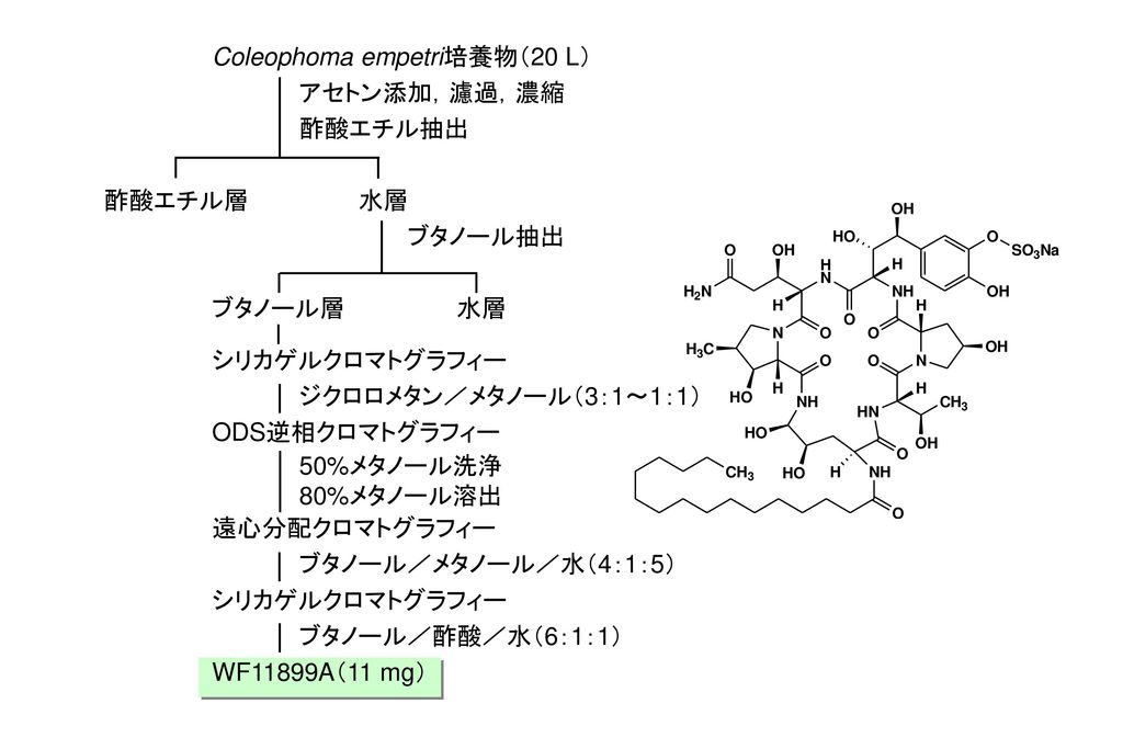 Coleophoma empetri培養物（20 L）
