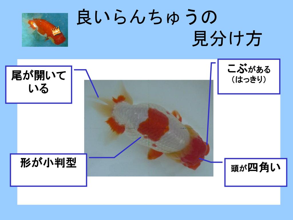 金魚の王様 浜松らんちゅうについて 気田教室 ６年 渡邊美佑 Ppt Download