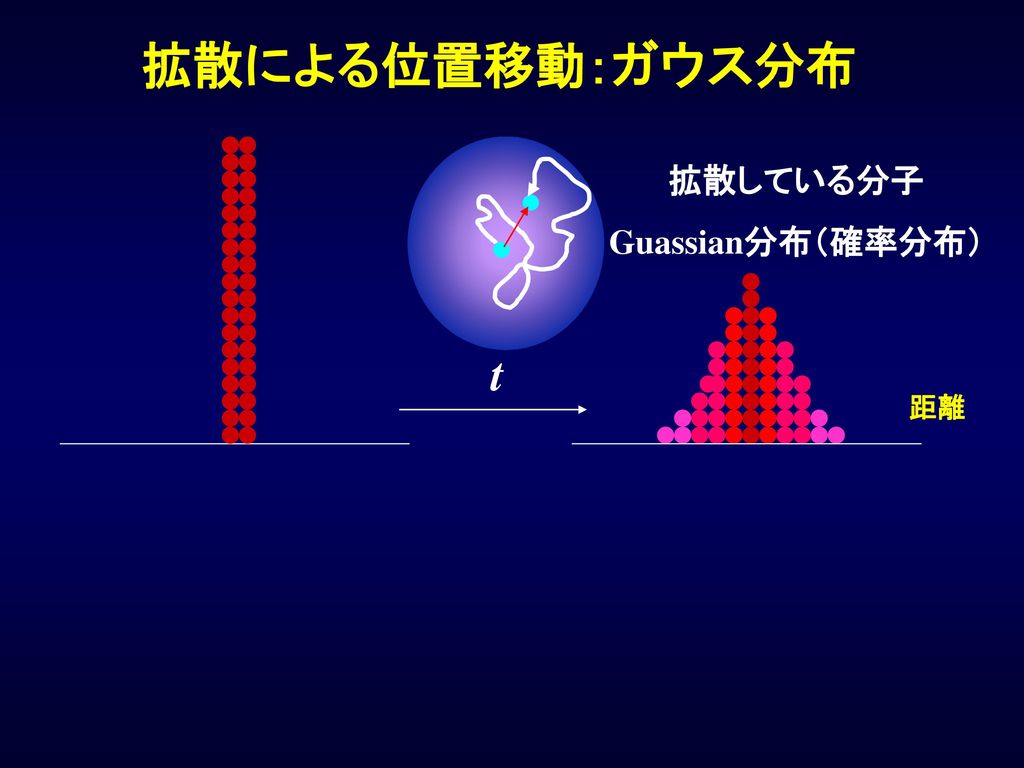 拡散による位置移動：ガウス分布 拡散している分子 Guassian分布（確率分布） 距離 t