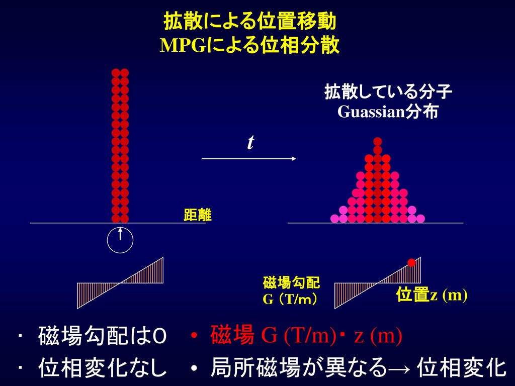 t 磁場勾配は０ 位相変化なし 磁場 G (T/m)・ z (m) 局所磁場が異なる→ 位相変化 拡散による位置移動 MPGによる位相分散