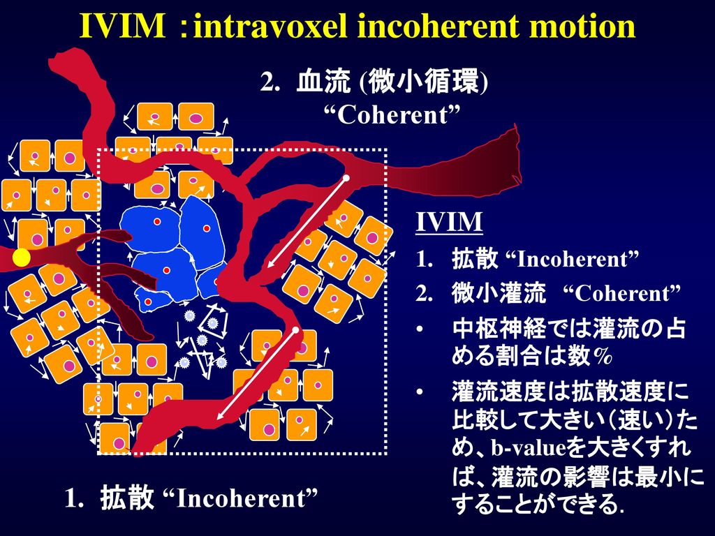 IVIM ：intravoxel incoherent motion