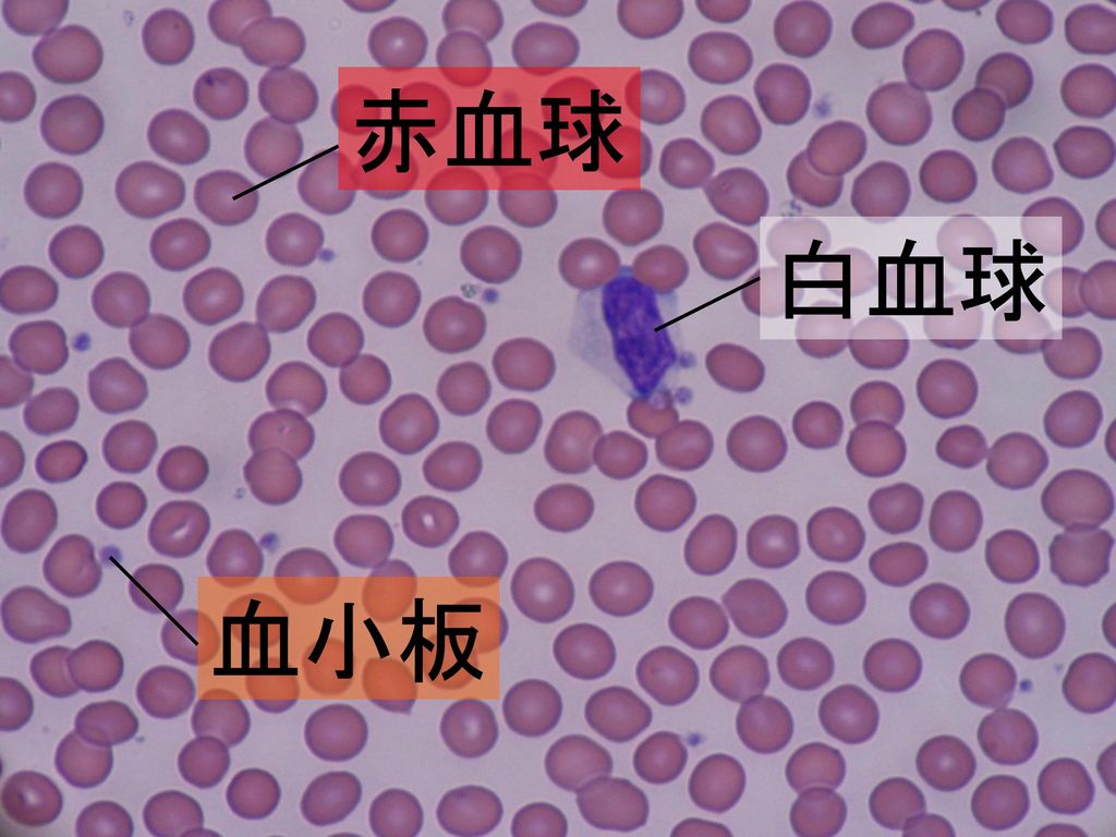 赤血球 白血球 血小板