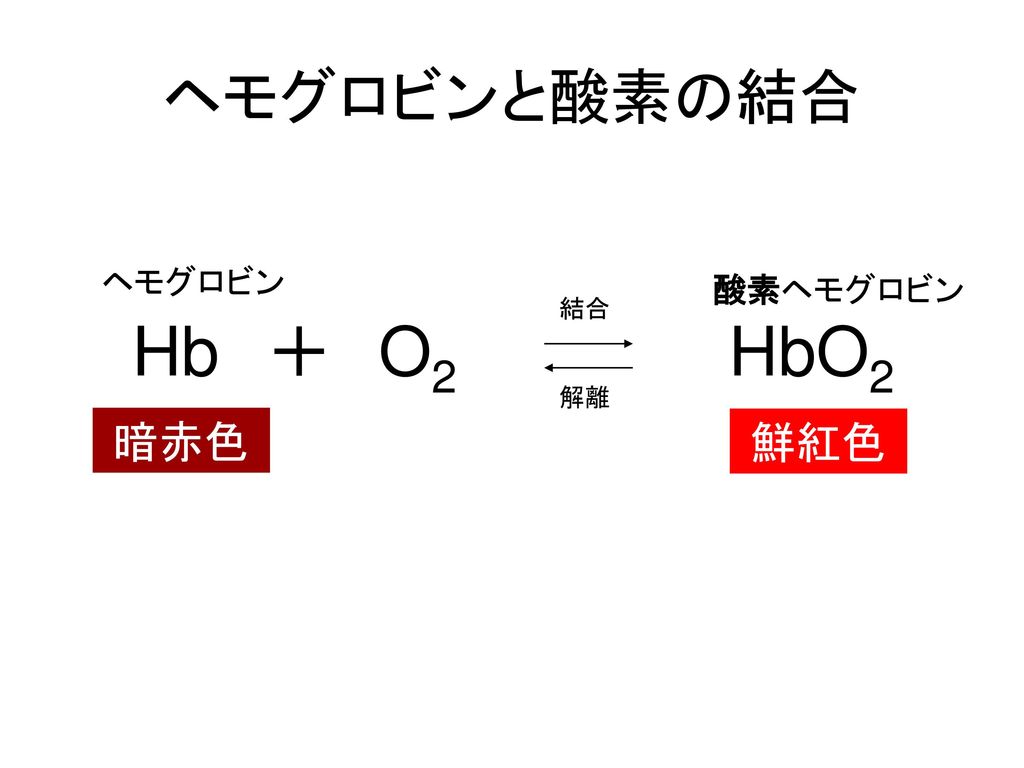ヘモグロビンと酸素の結合 ヘモグロビン 酸素ヘモグロビン 結合 Hb ＋ O2 HbO2 解離 暗赤色 鮮紅色