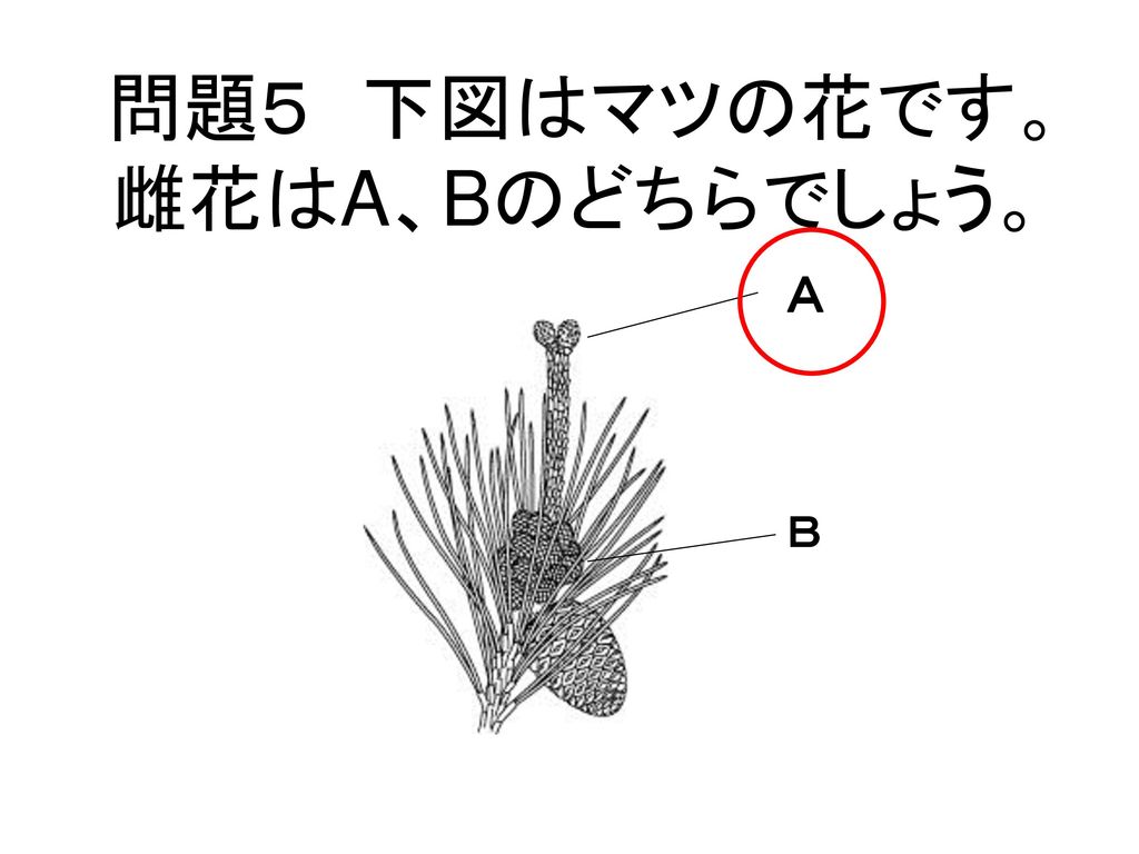 問題５ 下図はマツの花です。 雌花はA、Bのどちらでしょう。