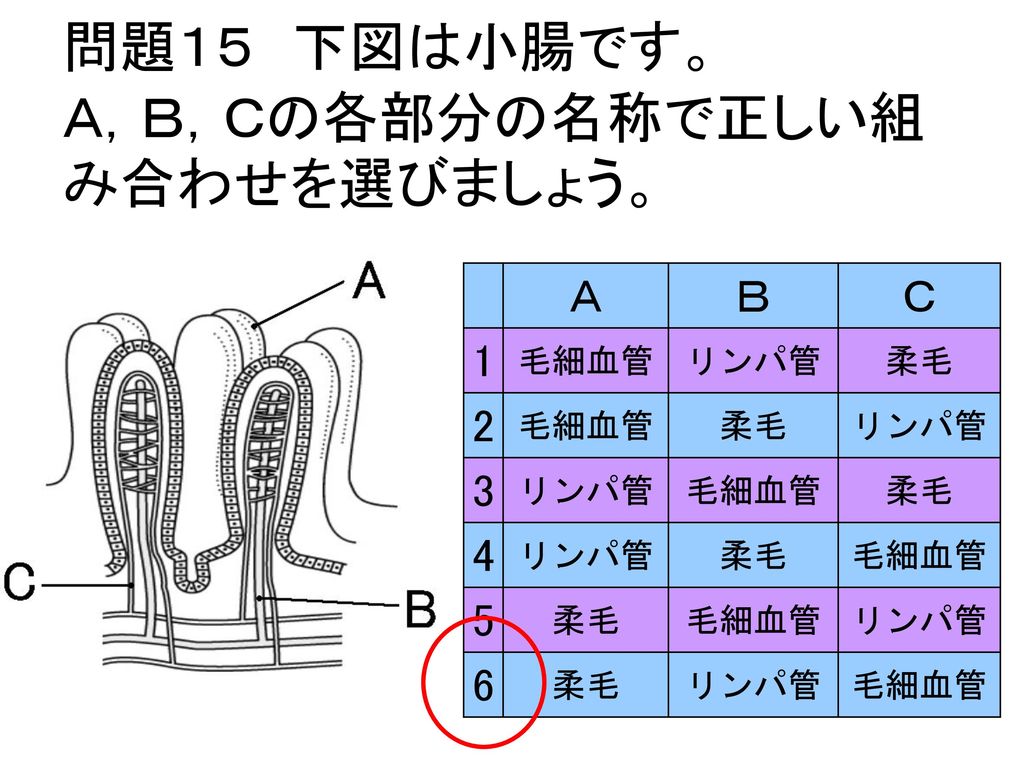 問題１５ 下図は小腸です。 Ａ，Ｂ，Ｃの各部分の名称で正しい組み合わせを選びましょう。