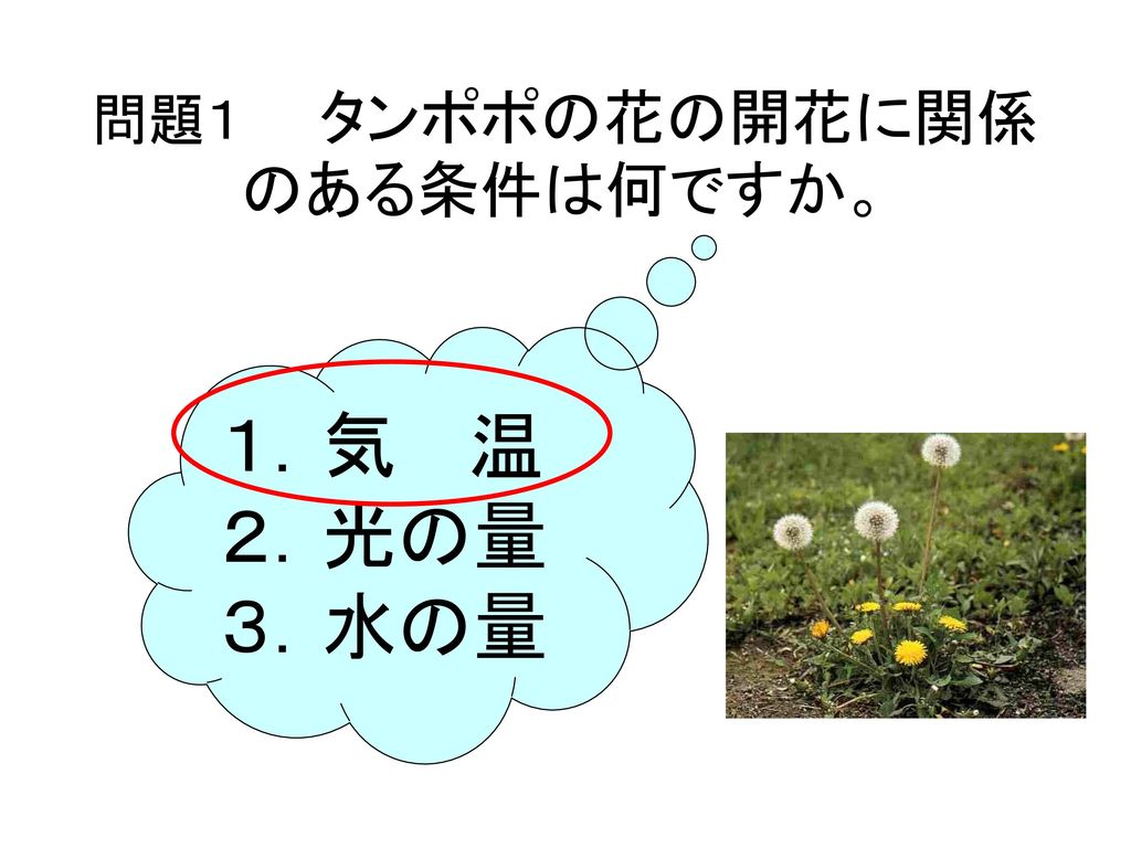 問題１ タンポポの花の開花に関係のある条件は何ですか。