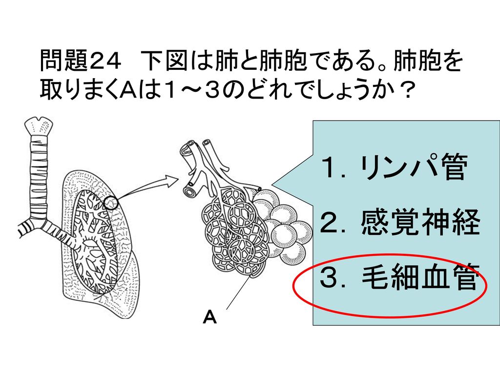 問題２４ 下図は肺と肺胞である。肺胞を取りまくＡは１～３のどれでしょうか？