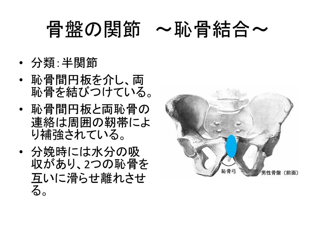 骨盤の関節 ～恥骨結合～ 分類：半関節 恥骨間円板を介し、両恥骨を結びつけている。