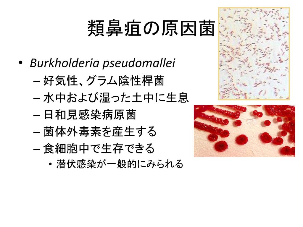 類鼻疽 届出伝染病 原因菌 歴史 疫学 感染経路 ヒトの類鼻疽 動物の類鼻疽 予防および防御方法 Ppt Download