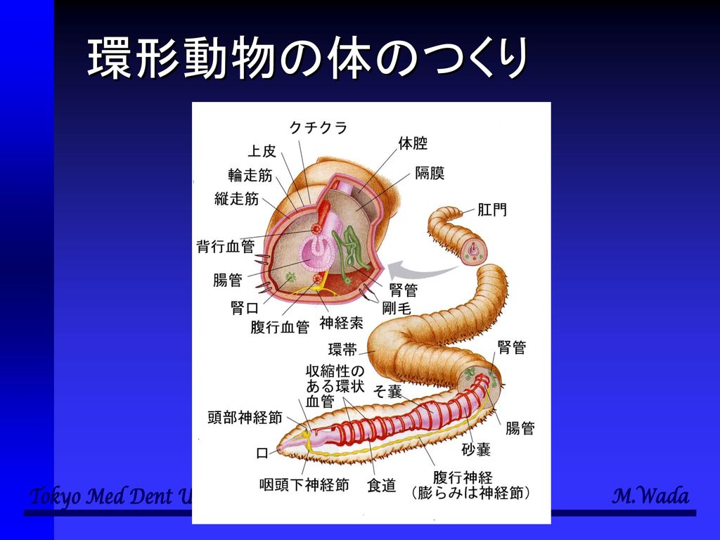 多様性の生物学 第３回 多様な生物３ 和田 勝 東京医科歯科大学教養部 Ppt Download