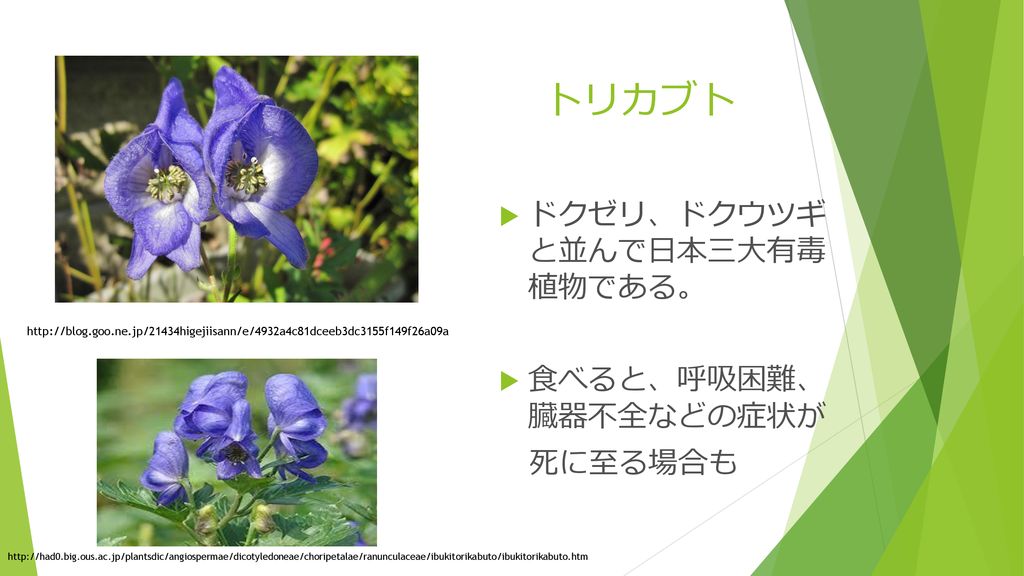 日本三大有毒植物 制限なしで画像をダウンロードする